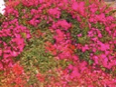 Triovasalos Milos - bougainvilleas